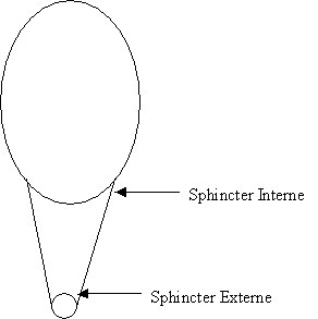sphincter.jpg