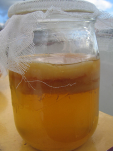 kombucha066.JPG