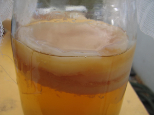 kombucha067.JPG