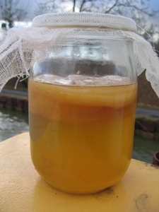 kombucha069.JPG