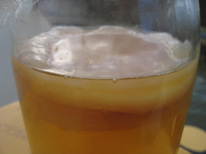 Le kombucha : champignon de longue vie